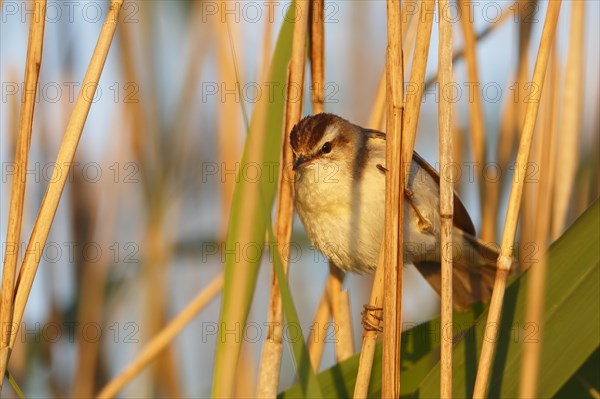 Sedge warbler