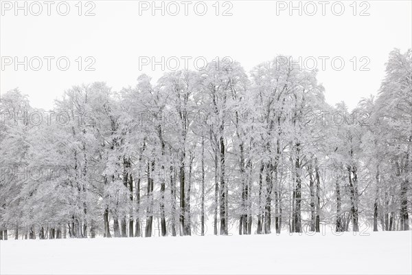 Winter beech forest with hoarfrost on the trees and fog on Mount Kandel