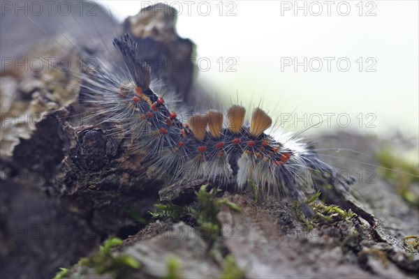Blackthorn brush moth