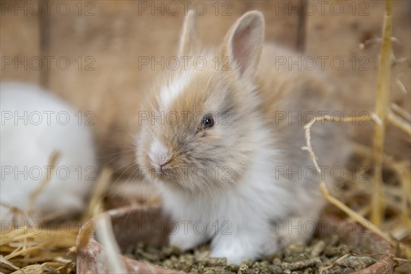 Pygmy rabbit