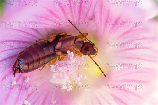 Common earwig