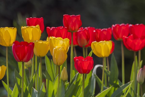 Yellow and red tulips