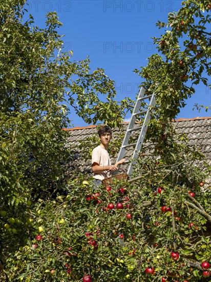Young man on ladder picking apples on tree