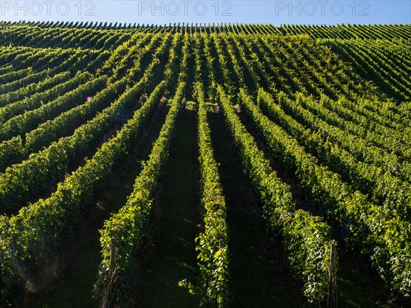 Vines in a vineyard