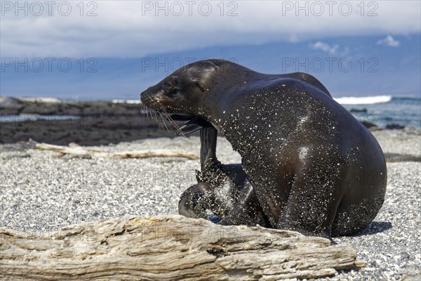 Galapagos sea lion