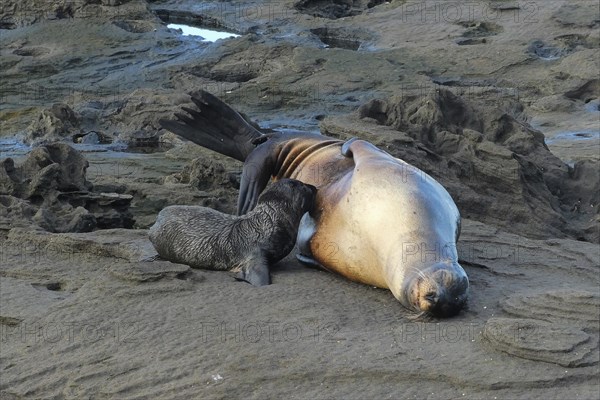 Galapagos sea lion