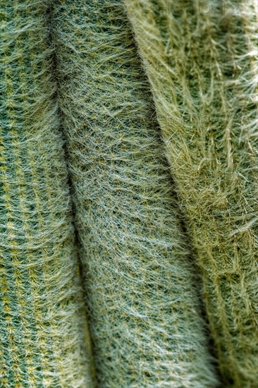 Cephalocereus senilis the old man cactus close up texture