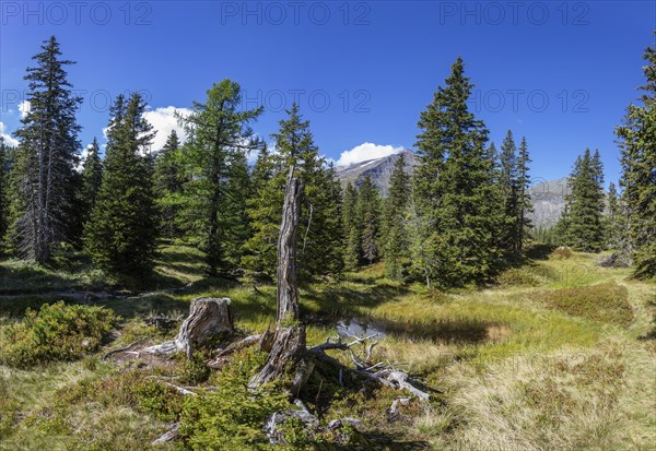 Nature experience trail through the Rauris primeval forest