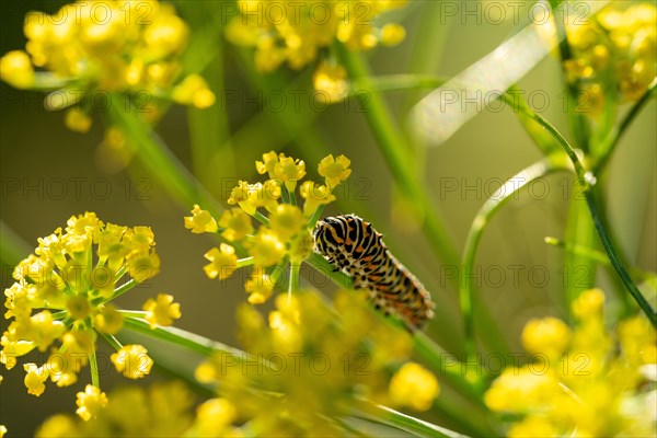 Swallowtail