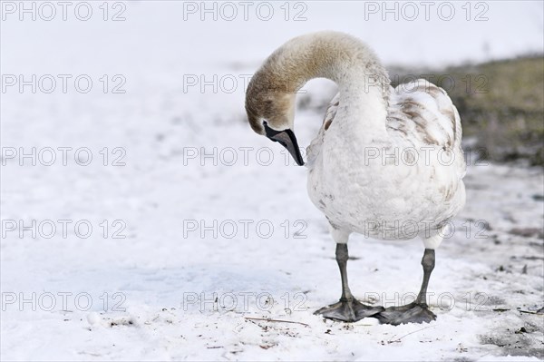 Young swan with brown patches in coat cleaning its feathers while standing in snow