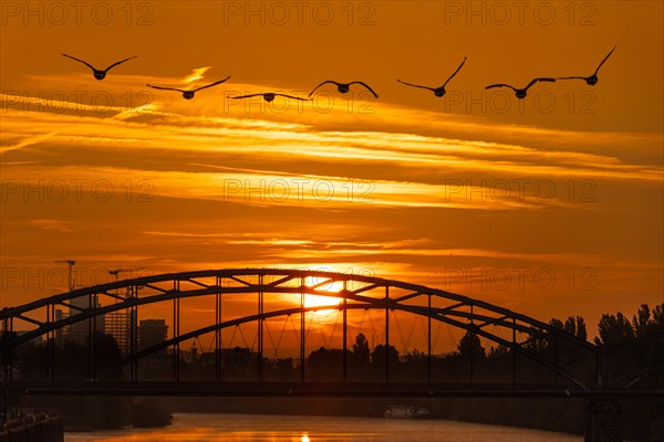 Migratory birds flying towards the sun rising behind the Deutschherrn Bridge in Frankfurt am Main