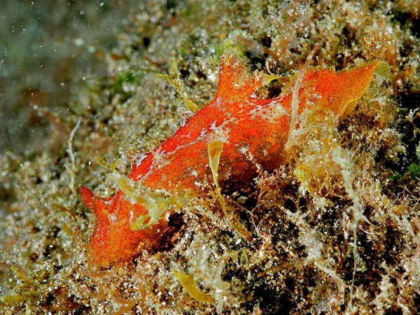 Madeira nudibranch