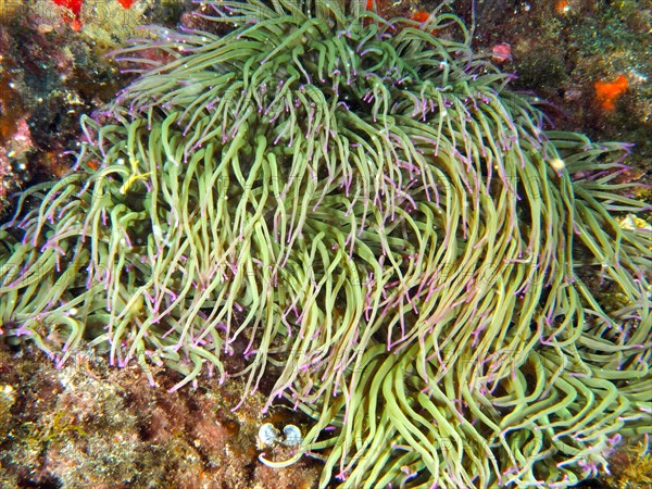 Opelet anemone