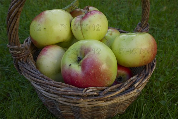 Filled wicker basket with apple variety Brettacher Apfel