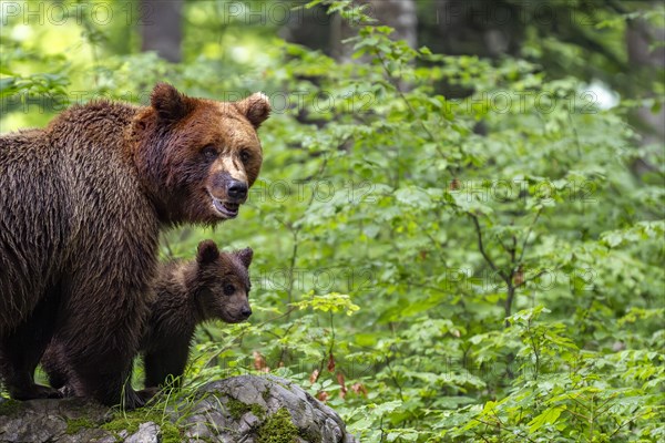 European brown bear