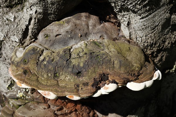 Tree sponge