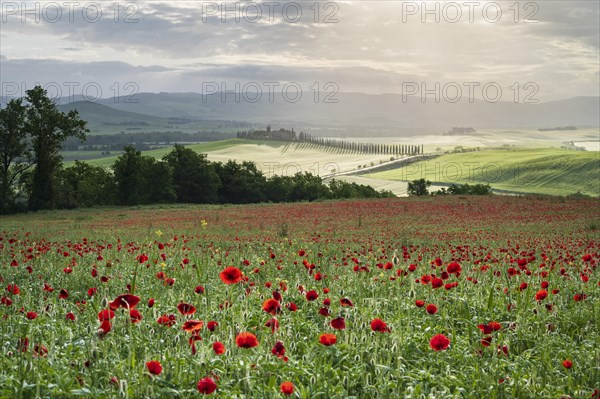 Poppy field in front of Poggio Covili estate with cypress