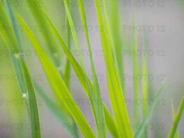 Blade of grass in a meadow