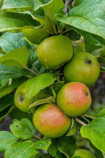 Green apples on the tree