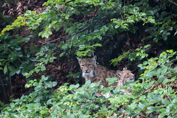 Two lynxes hidden in the animal enclosure