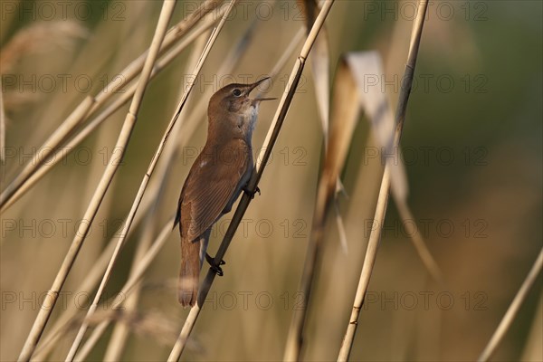 Savi's warbler