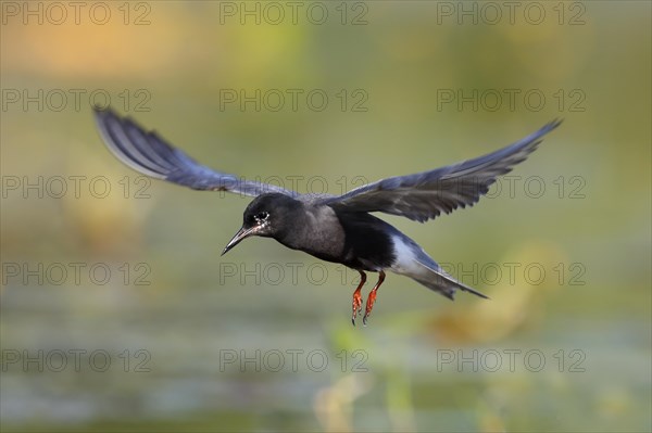 Black Tern