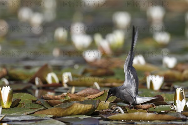 Black Tern