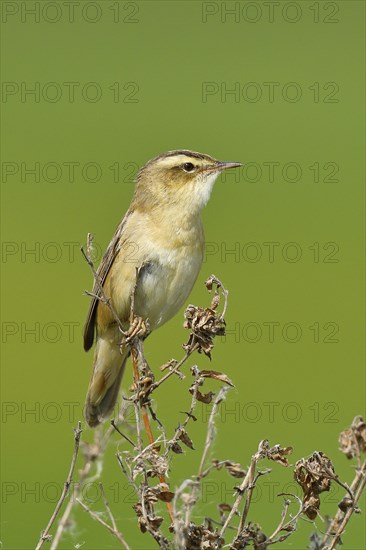 Sedge warbler