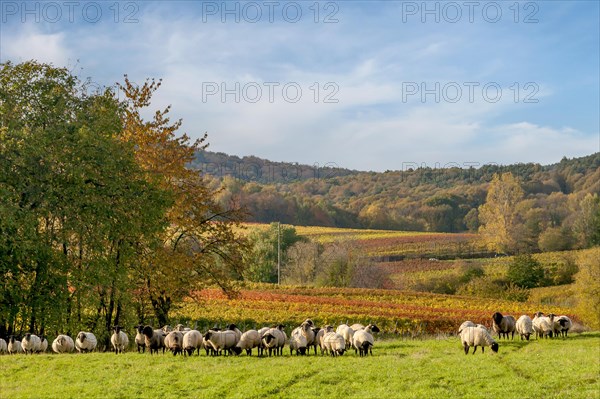 Eastern landscape with flock of sheep