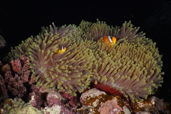 Magnificent sea anemone