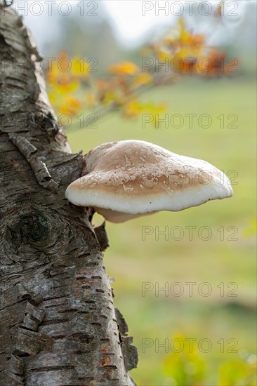 Birch polypore