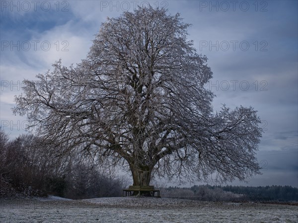 Large-leaved lime