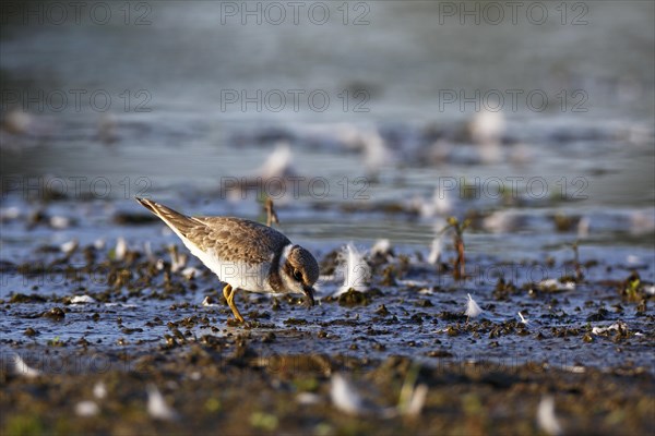 Little Ringed Plover