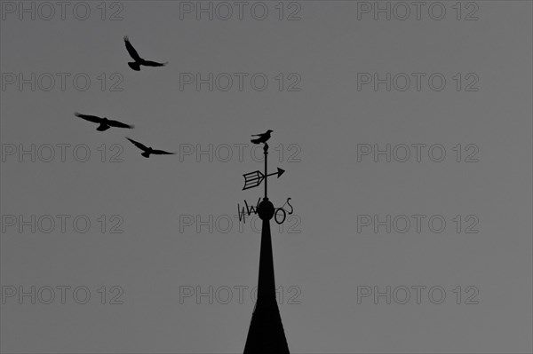 Three crows circle the top of a church tower in Frankfurt am Main