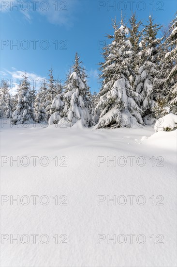 Fir forest under the snow in the mountains. Vosges