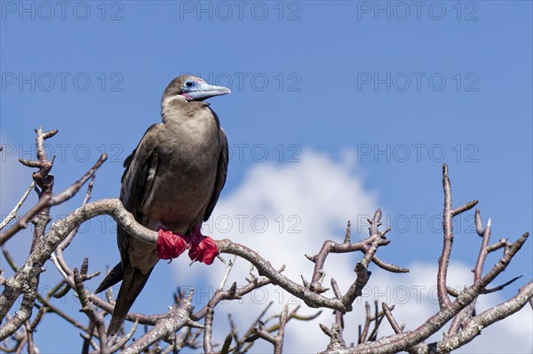 Red-footed Booby