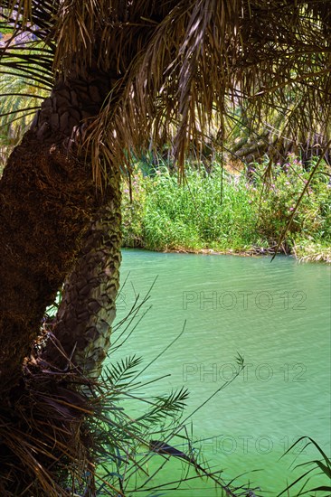 Preveli palm forest