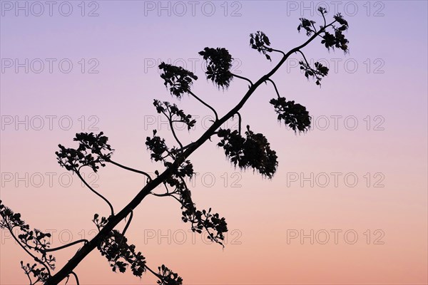 Flowering stem of an agave