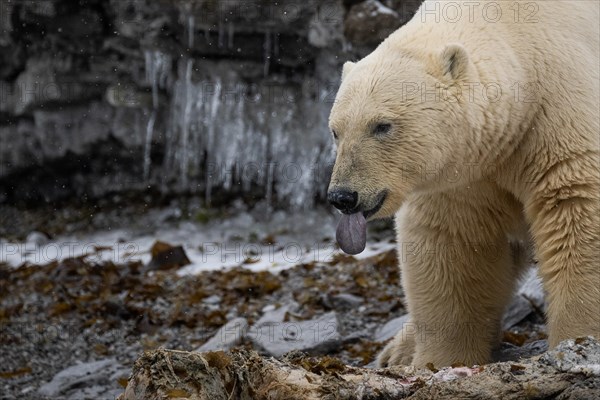 Scavenging polar bear