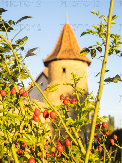 The red fruits of the rosehip