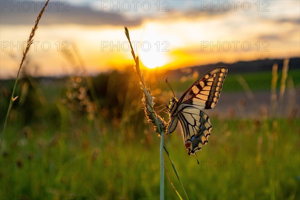 Butterfly swallowtail