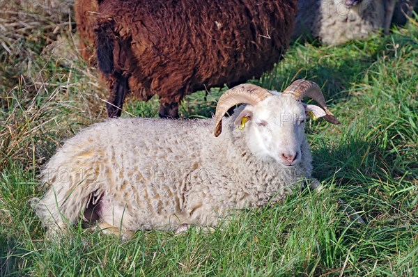 Sheep relaxing on the dike