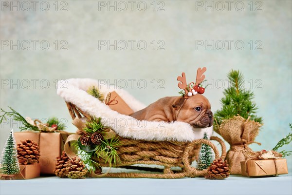 French Bulldog dog puppy in Christmas sleigh carriage surrounded by seasonal decoration