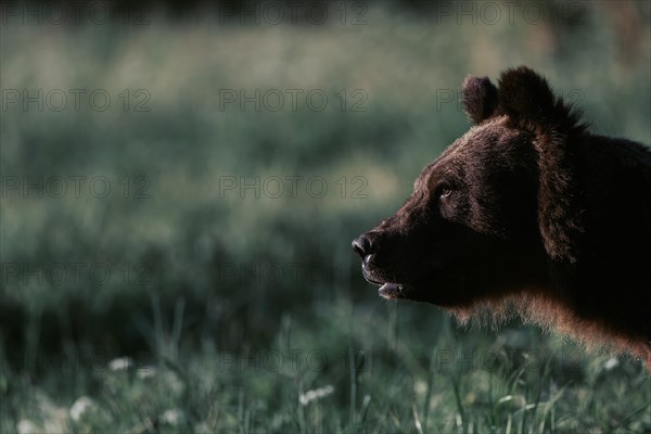 Brown bear