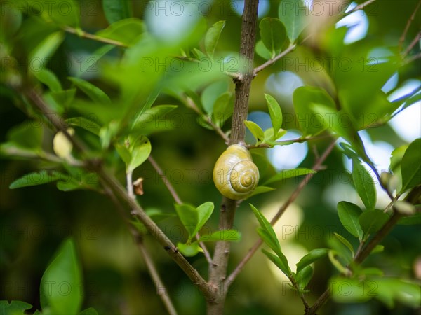 Snail in cherry laurel