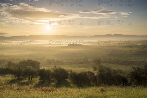 Poggio Covili estate with cypress