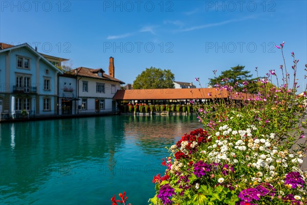 River Aare with Flower in City of Thun and Untere Schleuse Bridge in a Sunny Summer Day in Thun