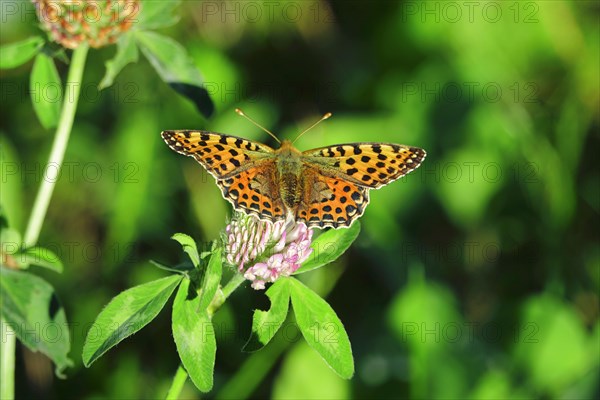 Queen of spain fritillary