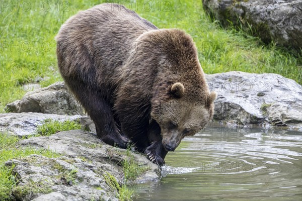 Brown bear in the animal enclosure