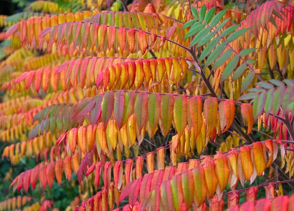 Leaves of the staghorn sumac